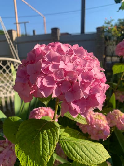 A close-up shot captures a vibrant pink hydrangea bloom, its numerous petals creating a full, rounded cluster. The flower is in sharp focus, with the background slightly blurred. Behind the hydrangea, lush green leaves are visible, as well as other pink hydrangea blooms in softer focus. The scene appears to be outdoors, with a bright blue sky above, suggesting a sunny day. In the distance, a fence and some indistinct structures are present, indicating a residential or garden setting. The overall impression is of a healthy, blooming plant in a garden environment. The location provided, Aguy-Shapsug, Russia, places this scene in a specific geographical context.