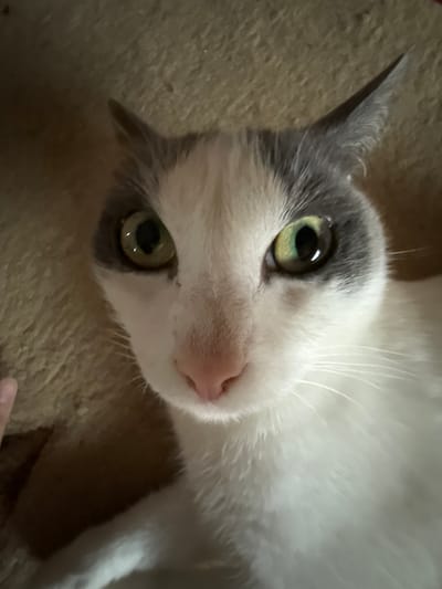 This media file is a close-up, high-angle shot of a domestic cat lying on its back on a textured, light brown surface, possibly a rug or blanket. The cat has white fur with grey markings around its ears and eyes. Its eyes are large and greenish-yellow, reflecting light, and its pink nose is prominent. The cat appears alert and is looking upwards towards the camera. A portion of a person's hand, with a light skin tone, is visible at the top left of the frame, suggesting the cat may be interacting with a person or being petted. The lighting is dim, creating some shadows and highlighting the cat's features. The overall mood is intimate and candid, capturing a moment of relaxation or playful engagement. No text is visible in the image. The location context provided is Priobskiy, Russia, but this cannot be determined from the visual information in the image itself.