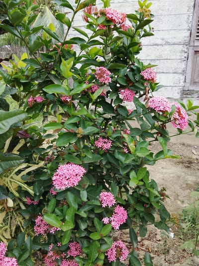 This media file features a vibrant pink Ixora bush, also known as the West Indian Jasmine. The bush is laden with clusters of small, star-shaped pink flowers, with some buds still forming at the tips of some branches. The leaves are a deep, glossy green, creating a striking contrast with the bright blooms. The Ixora bush is positioned in an outdoor setting, with its branches extending towards the foreground and a weathered, white wooden wall in the background. To the left of the bush, a palm frond and some lighter-colored, variegated leaves suggest a tropical or subtropical environment. The ground beneath the bush appears to be dirt and small stones, with some dried leaves scattered around.
The scene appears to be set during the daytime, with natural lighting illuminating the foliage and flowers. There are no people visible in the media file, and no specific activity or event is taking place. The overall impression is one of natural beauty and growth. The location context of Merbopuntong, Indonesia, further supports the presence of tropical flora. The weathered wooden structure in the background, possibly part of a building or fence, adds a rustic element to the scene. There is no visible text in the media file.