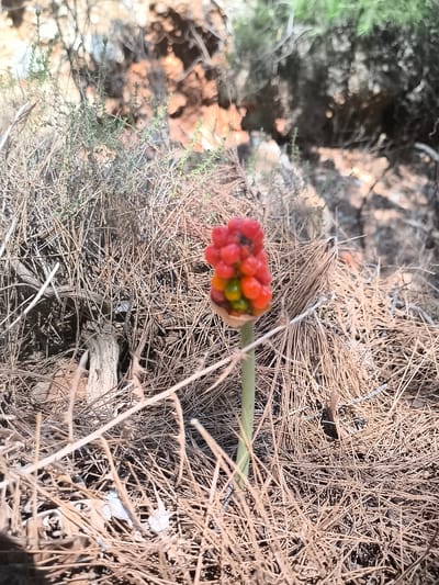A cluster of red and green berries on a thin green stem is visible in the center of the image. The berries are clustered together, with some appearing ripe red and others still green. The stem is thin and upright. The berries and stem are surrounded by a bed of dry, brown pine needles, which also dominate the foreground and background of the image. In the background, out-of-focus foliage and rocks are discernible, suggesting an outdoor, natural environment. The scene appears to be located in a dry, wooded area, potentially within the Municipality of Megisti, Greece, given the prevalence of pine trees and arid vegetation.