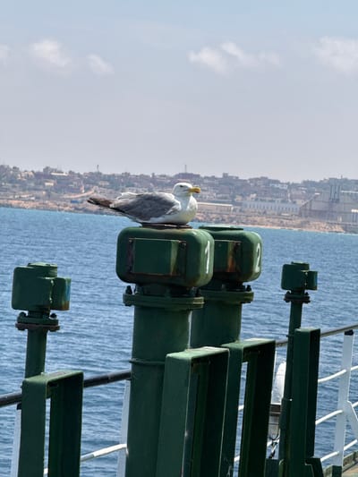 A seagull is perched on a green metal structure near the water. The structure appears to be part of a ship or pier, with several cylindrical components and bolted joints. Two of these cylindrical components are labeled with the numbers "1" and "2". In the background, a city or town is visible along the coastline, with buildings and industrial structures. The sea is a deep blue and appears calm. The sky is light blue with some scattered white clouds. The image is taken from a slightly elevated perspective, looking down and across the scene. The light suggests it is daytime, possibly late morning or early afternoon, with fair weather. The overall scene depicts a coastal industrial area with a natural element, the seagull, providing a focal point.