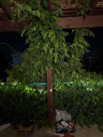 An outdoor patio area at night in Kfar Vradim, Israel, is depicted. Lush green foliage is the dominant element, cascading from a wooden pergola structure and a blue metal fence. Interspersed within the foliage are small, bright string lights, creating a festive atmosphere. On the ground, in the foreground, are several items: a stack of books with binoculars on top, and an open black suitcase filled with stuffed animals and toy weapons. A wooden support beam, stained a dark red, is visible in the center of the frame. The background is dark, with faint lights indicating a distant settlement. The scene appears to be a residential outdoor space, possibly a garden or balcony, set for a nighttime gathering or relaxation.