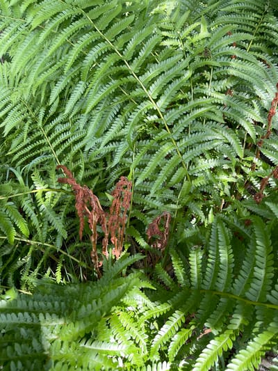The image shows a dense patch of green ferns. In the center of the image, there are several dead, reddish-brown fern fronds. Sunlight filters through the foliage, creating dappled light and shadows. There are no people or animals visible in the image. The environment appears to be a natural outdoor setting, possibly a garden or woodland area. The image was taken in Brantingham, United States.