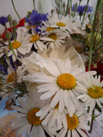 A close-up, eye-level, medium shot captures a bouquet of wildflowers, primarily daisies and cornflowers, arranged in what appears to be a decorative manner. The daisies, with their bright yellow centers and white petals, dominate the foreground and midground, showcasing their delicate structure. Interspersed among them are vibrant blue cornflowers, adding a contrasting color to the composition. Hints of red flowers and green foliage are also visible, suggesting a diverse arrangement. The background is softly blurred, hinting at an indoor setting, possibly a home or event space in Lēdmane, Latvia, where such a bouquet might be displayed. The lighting is natural and diffused, highlighting the textures and colors of the flowers.