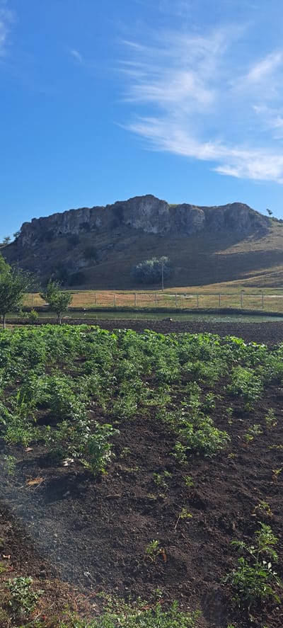 This is a photograph of a rural landscape in Cobani, Moldova, on a sunny day with a clear blue sky and sparse white clouds. In the foreground, a cultivated field of green plants is visible, with dark, rich soil. Beyond the field, there is a fence made of wooden posts and wire. In the background, a rocky, undulating hill rises, sparsely covered with dry grass and a few scattered trees. The overall impression is one of a peaceful agricultural setting.
