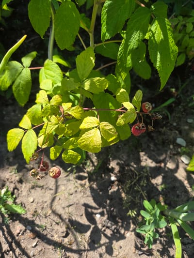 The image shows a close-up view of a raspberry plant in what appears to be a garden setting. Several green leaves, some of which have a yellowish tint, are visible, along with a few developing raspberries that are red and slightly shriveled. The plant is growing in soil, with some dried leaves and small pebbles scattered on the ground. Sunlight casts shadows across the scene. The image was captured in Dissen am Teutoburger Wald, Germany. There are no people or animals present.