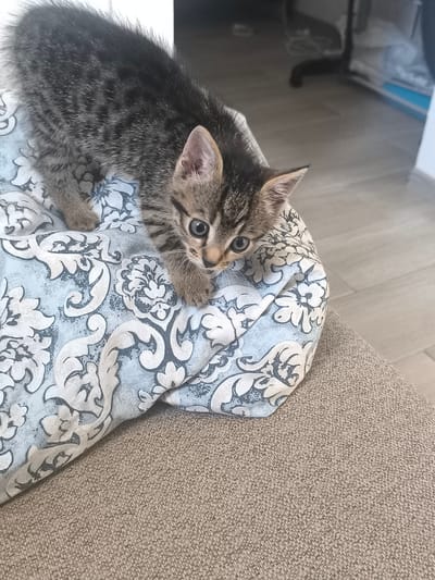 A young tabby kitten with distinctive dark stripes and a fluffy tail is perched on a patterned cushion, its gaze fixed downwards. The cushion, adorned with a repeating floral design in light blue and white, is placed on a textured, beige upholstered surface, likely a sofa. The background is softly blurred, showing a tiled floor and hints of furniture, suggesting an indoor setting. The image captures a moment of curiosity and playfulness, with the kitten appearing to be exploring its surroundings. The specific location in Răuțel, Moldova, cannot be determined from the visual information present.