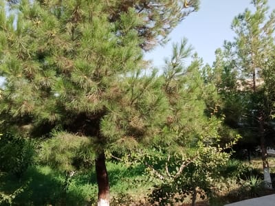 A pine tree with abundant green needles is prominently featured in the foreground of this outdoor scene. The tree's trunk is dark brown and has a band of white paint near its base. Behind the pine tree, a dense layer of green bushes and foliage creates a verdant backdrop. Further in the distance, other trees are visible, interspersed with glimpses of a light-colored building. The sky above is clear and pale blue, indicating a sunny day. The overall impression is a naturalistic setting, likely in a park or garden area within the city of Karaganda, Uzbekistan.