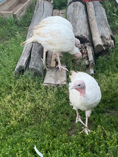 The image features two white turkeys amidst lush green grass. The turkeys are positioned on and around weathered logs, suggesting an outdoor farm or rural setting. One turkey is in the foreground, facing left and resting on a log, while the other is further back, lying on its side with its head turned towards the viewer. Both birds have pinkish wattles and beaks. The grass is dense and dotted with small yellow wildflowers, indicating a possibly sunny day and a time of year when these flowers bloom, likely late spring or summer. The logs appear aged and worn, with visible grain and some moss. In the background, more logs and a bit of wooden structure can be seen. The overall impression is one of a peaceful, natural environment. No visible text is present in the image.