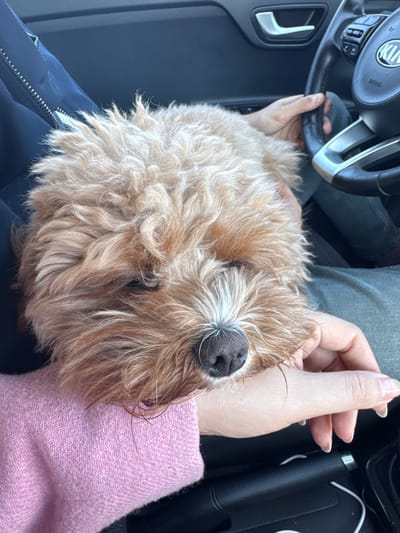 The scene is set inside a vehicle in Kermen, Bulgaria. A shaggy-haired dog with primarily light brown and some blonde fur rests its head on the left forearm of a person. This person is wearing a pink, knitted garment with a subtle herringbone pattern. The dog's eyes are partially closed, and its snout, which has darker fur, shows a wet appearance around the black nose. The passenger's arm extends across the frame from lower left.
To the right, a second person's right hand is gripping the upper portion of a black, leather-wrapped steering wheel, which features silver accents and a prominent "KIA" logo in its center. This individual wears a dark blue or black jacket and dark green or grey trousers, with their right leg partially visible. The interior door panel, in a dark grey or black tone, is visible behind the steering wheel, along with a silver-colored interior door handle. The ambient light suggests daylight conditions.