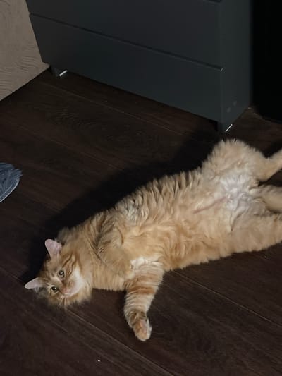 A ginger cat is lying on its back on a dark wooden floor. The cat is fluffy with stripes and has green eyes. Its belly is exposed and its paws are relaxed. To the left of the cat is a dark grey cabinet. A beige rug is partially visible in the lower left corner. The lighting appears to be artificial, suggesting an indoor setting. The time of day and weather are not discernible from the image. The cat's relaxed pose may indicate it is comfortable and content. There is no visible text in the image. The context of Noyabrsk, Russia is provided but not visually evident within the image itself.