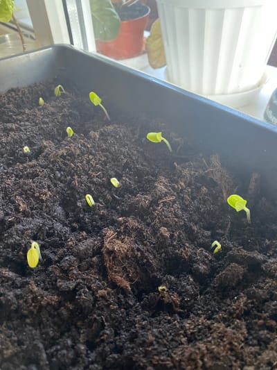 The image shows a black plastic planter box filled with dark soil. Several small, green seedlings with two leaves are emerging from the soil. The planter is placed on a windowsill, with a white potted plant and a terracotta pot with a plant visible in the background. The scene is indoors, likely in a residential setting, and there is no information in the image to suggest a specific location in Yokohama, Japan. The lighting suggests it is daytime, with natural light coming from the window.
