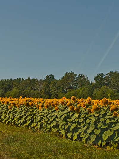 The image shows a vast field of sunflowers under a clear blue sky. The sunflowers are densely packed, forming a vibrant yellow and green carpet that stretches towards a line of lush green trees in the background. The sky is a soft blue, with a faint, wispy cloud or contrail visible in the upper right quadrant. A gentle slope of grass is visible in the foreground, leading up to the sunflower field. The scene evokes a sense of rural tranquility and the abundance of nature. This is a photograph of a sunflower field in the city of Chervone, Ukraine.