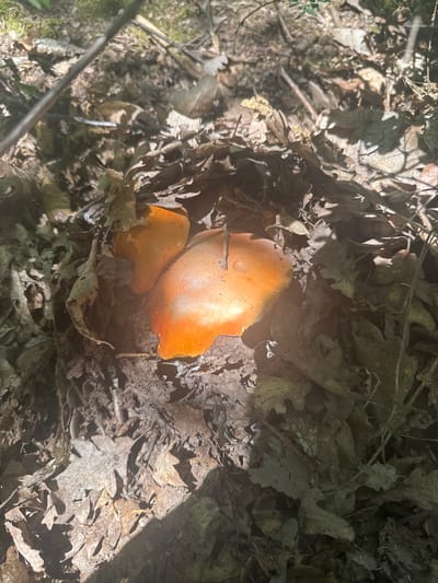 The image shows two orange mushrooms growing among fallen leaves and forest debris. The mushrooms have smooth caps and appear to be relatively fresh. The surrounding environment is a forest floor, with sunlight filtering through the trees, casting shadows on the ground. There are no people or animals visible in the image. The location is specified as Dunya, Bulgaria, suggesting an outdoor natural setting within that region.
