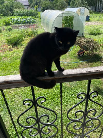 A black cat with yellow eyes is perched on a wooden railing in the foreground. The cat is looking towards the camera. Behind the cat, a garden is visible with rows of plants, including what appears to be cabbage, and a greenhouse. Further in the background, there are trees and a house with a tiled roof. A wheelbarrow filled with grass clippings is situated to the right of the greenhouse. The scene appears to be in a rural or suburban setting, consistent with the location of Верхнее Казачье, Russia. The lighting suggests it is daytime, likely sunny.