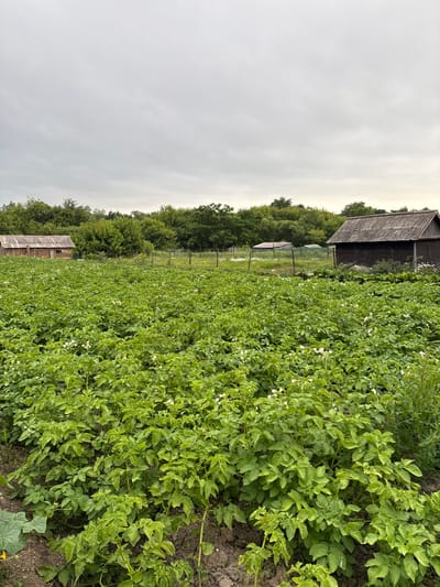 The image depicts a rural scene in Siniy Gay, Russia, featuring a vast field of potato plants in bloom, characterized by their vibrant green foliage and small white flowers. Two rustic wooden structures, possibly sheds or small outbuildings, are visible in the background amidst a dense line of trees. The sky above is overcast with a pale, gray cloud cover, suggesting a subdued, natural light. The overall impression is one of agricultural activity in a natural, undeveloped setting.
