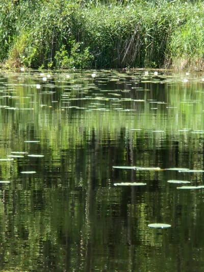 The image shows a serene natural landscape, likely a body of water with lily pads, bordered by dense green vegetation. The water reflects the surrounding foliage, creating a mirrored effect of vertical green lines and darker shadows. Several white lily pads are scattered across the surface of the water, some appearing to be in focus while others are blurred. The vegetation behind the water consists of a mix of tall reeds and leafy plants, creating a lush backdrop. The scene is bathed in natural light, suggesting it was taken during the daytime. This image does not depict any people or specific urban landmarks, and therefore, cannot be definitively located within the city of Buculāni, Latvia.