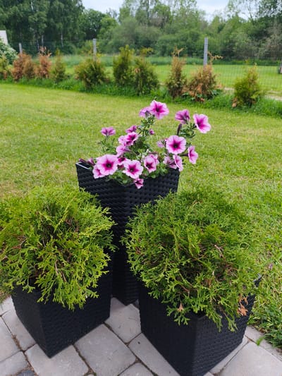 This is a ground-level, eye-level, full outdoor shot taken in Brodi, Latvia. The scene depicts a garden or yard with lush green grass and a line of conifer trees in the background. In the foreground, there are three black, square-shaped planters arranged on a gray paver pathway. The central planter contains a vibrant arrangement of pink petunias with dark pink centers. To the left and right of the central planter are two identical planters filled with dense, green evergreen shrubs. The overall atmosphere is one of natural beauty and landscaping.