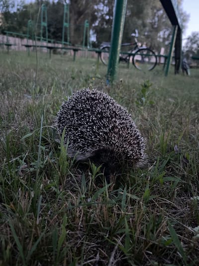 A hedgehog is on the ground in the grass. The hedgehog is in the foreground of the image, and it is facing downwards and to the right. The hedgehog is dark brown and black with white quills. The grass is green and brown and is very tall. In the background of the image, there is a bicycle and a swing set. The swing set is green and the bicycle is black. The image is taken at an eye-level perspective. The lighting is dim, and it appears to be dusk.