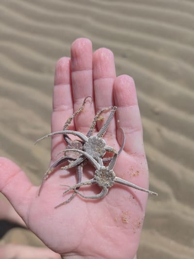 A person's hand, with a visible palm and fingers, is holding two dried, brittle starfish or brittle stars, likely on a sandy beach, possibly in Knokke-Heist, Belgium. The starfish have multiple segmented arms. The background consists of rippled sand dunes, typical of a coastal environment. The lighting suggests it is daytime.