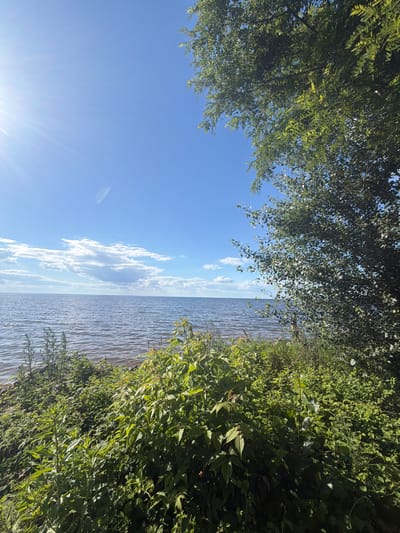 This image depicts a serene natural landscape on a clear day. The foreground is dominated by lush green vegetation, including various plants and tall grass, growing along the edge of a body of water. The water itself appears calm with gentle ripples on its surface, reflecting the bright blue sky. In the distance, the horizon is marked by a thin line of clouds against the expansive blue sky. A sunburst effect is visible in the upper left portion of the image, indicating the sun's position. A large tree with dense green foliage occupies the right side of the frame, partially obscuring the sky. The scene conveys a sense of tranquility and natural beauty, suggesting a location at the edge of a lake or river in a rural or park-like setting. Based on its location in Lebedivka, Ukraine, this scene likely captures a view of the Kyiv Reservoir, a large artificial lake on the Dnieper River, known for its scenic beauty and recreational opportunities.