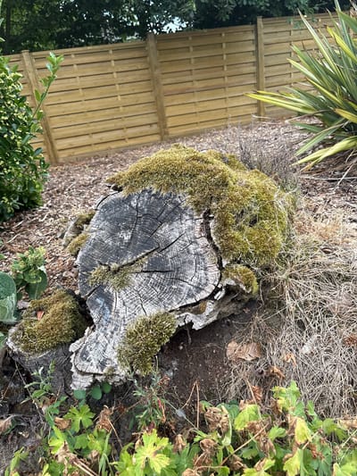 The image shows a moss-covered tree stump in a garden. The stump is rough and weathered, with visible growth rings. It is surrounded by dry grasses and some green plants. In the background, there is a wooden fence and some leafy foliage. The scene is set in a garden located in Chelmsford, United Kingdom. There are no people or animals visible in the image.