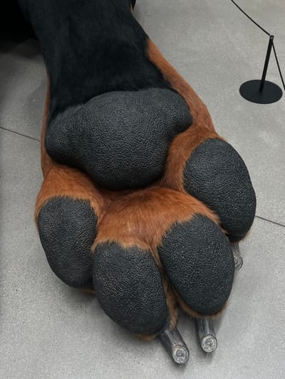 A close-up, high-angle view captures a large, artificial animal paw displayed on a light gray tiled floor in 성동구, South Korea. The limb above the paw features dense black fur, transitioning to rich brown fur covering the paw itself. The paw is characterized by five prominent, black, textured pads: one large central pad and four smaller, oval-shaped toe pads. At the extremity of the two visible toes, silver-colored, cylindrical elements resembling support structures or stylized claws are present, resting on the floor. In the upper right background, a black, slender stanchion with a thin black cord is visible, indicating a display or exhibition setting. No human figures or active interactions are depicted; the scene is static.