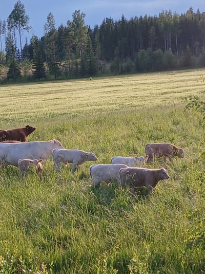 This media file depicts a group of cows standing in a grassy field, likely a pasture, in Hankasalmi, Finland. The cows are of varying colors, including brown and light grey, and appear to be grazing or resting. The scene is set in a rural environment with a backdrop of lush green trees and a clear blue sky, suggesting it is daytime, likely during the warmer months in Finland. The sun appears to be shining, casting light and shadows on the grass and the animals. The overall impression is one of a peaceful, natural setting. There is no visible text in the image.