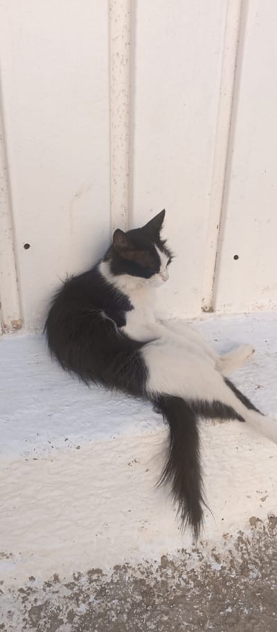 A black and white cat is lying down in a relaxed pose on a textured white surface, possibly a wall or ledge. The cat's fur is predominantly white with black markings on its head, back, and tail. Its eyes are closed, suggesting it is resting or sleeping in a peaceful state. The background consists of vertical white panels, likely part of an outdoor structure, with some visible imperfections and dirt, indicating an outdoor setting. The light suggests it is daytime, and the shadows indicate the sun is casting light from the side. The overall scene conveys a sense of tranquility and natural animal behavior. There is no visible text in the image.