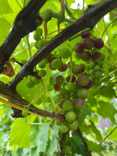 In Puhja, Estonia, a close-up shot captures a cluster of unripe grapes hanging from a vine. The grapes are a mix of green and reddish-purple hues, indicating they are in various stages of ripening. A thick, dark brown vine runs diagonally across the frame, partially obscuring some of the grapes. Lush green leaves form a vibrant backdrop, creating a natural and outdoor setting. The lighting suggests it is daytime, with sunlight filtering through the foliage.