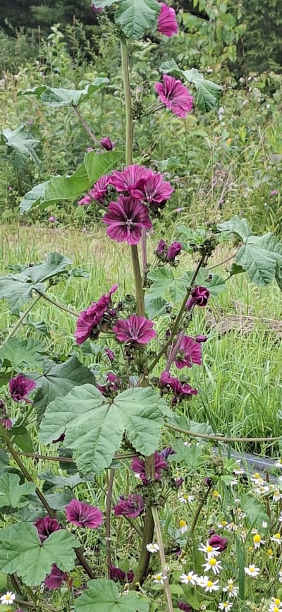 A tall, multi-branched plant with large green leaves and numerous dark pink, five-petaled flowers is the central subject of this outdoor photograph. The plant is set against a background of lush green grass and other indistinct foliage. The flowers are arranged in clusters along the stem, with some in full bloom and others appearing as buds. The leaves are broad and slightly lobed, with prominent veins. In the lower right portion of the image, a cluster of small white flowers with yellow centers is visible, adding a contrasting element to the scene. The lighting suggests it is daytime, with soft, diffused light. The image appears to be taken at ground level, looking up at the plant. The location is identified as Vihi, Estonia.