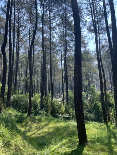 The image displays a dense conifer forest in Cikole, Indonesia, bathed in bright sunlight. Numerous tall, slender trees with dark, textured trunks vertically traverse the frame, extending from the foreground into the background. Their upper branches and sparse needle-like foliage are silhouetted against a bright, clear blue sky. The forest floor is covered with lush, vibrant green grass and a variety of dense green undergrowth, including shrubs and smaller plants. Sunlight filters through the tree canopy, creating distinct patterns of illuminated grass and elongated shadows on the ground, particularly prominent in the lower half of the image. Small purple wildflowers are interspersed within the grass in the lower left foreground. A soft atmospheric haze is visible among the trees in the middle distance, slightly muting the background foliage. No people, animals, or man-made objects are discernible within the frame.