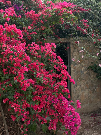 A vibrant display of pink bougainvillea flowers covers a stone wall with a dark, rectangular opening, possibly a window or doorway. The flowers cascade in abundance, creating a lush, colorful scene. The stone wall is constructed with irregularly shaped stones, lending a rustic appearance. Above the opening, delicate pink blossoms hang from slender stems. The scene exudes a natural, floral charm and is located in La Esperanza, Honduras.