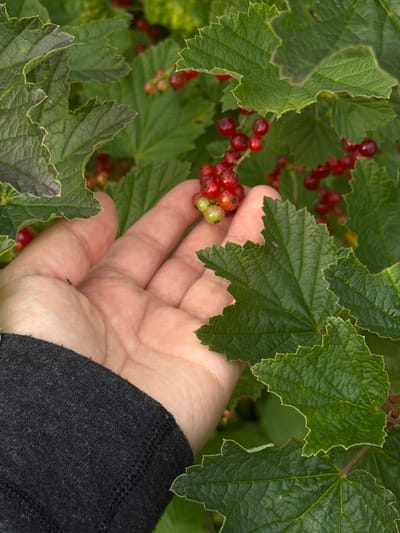 In this close-up shot, a person's hand, with its skin tone illuminated by soft, natural light, is reaching towards a cluster of ripe red currants. The berries, some plump and vibrant red, others still a lighter green, are nestled amongst lush green leaves. The leaves are broad and serrated, with visible veins, indicating they are from a healthy plant. A dark grey sleeve, likely part of a sweater or shirt, is visible on the right side of the frame, partially obscuring the hand and providing a contrast to the lighter skin. The background is a blur of more green foliage, suggesting the currants are growing on a bush or vine in an outdoor setting. The scene evokes a sense of nature and the harvest season. No text is visible in the image. The implied location of Чайковская, Russia, suggests this could be a scene of gathering berries during the warmer months in that region.