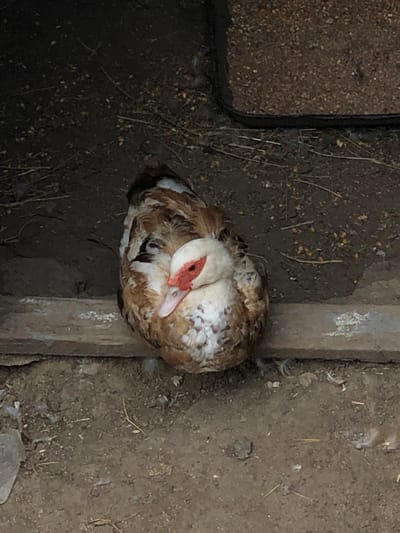 A Muscovy duck with white and brown plumage and a red caruncle-covered face is resting on the ground. The duck is hunched over, with its head tucked in. The ground is dirt and covered with scattered straw and feathers. In the background, a dark, rough surface appears to be a feeder bin filled with feed. The scene is outdoors. This image was taken in Calfa, Moldova.