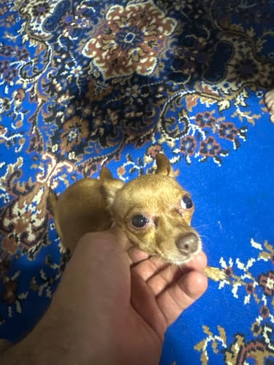 In Karachino, Russia, a small, light brown dog is being held by a person's hand against a blue carpet with a paisley pattern. The dog's head is turned towards the camera, with its eyes looking up and slightly to the side. The dog has large, dark eyes and pointed ears. The person's hand is cradling the dog's head and neck, with fingers visible. The carpet is richly colored with intricate designs in shades of blue, brown, and cream. The scene appears to be indoors.