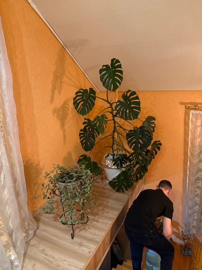 An indoor scene, likely a living room or sunroom, is depicted in Krapivka, Russia. The image is oriented sideways, showing a man interacting with plants and furniture. The man, seen from behind and his right side, is positioned on the right half of the frame. He wears a black t-shirt and dark jeans, and appears to be leaning or reaching towards a light-colored wooden surface, where a small animal figurine, possibly a deer, is visible.
Dominating the left and central parts of the image is a large Monstera plant with numerous split green leaves. It is potted in a white container, partly covered with aluminum foil, and rests on a low surface. Sunlight or an artificial light source casts distinct shadows of its leaves onto the warm orange, textured wall behind it. To the right of the Monstera, on the wooden surface, sits a smaller trailing plant with variegated green and white foliage, housed in a decorative dark metal holder.
The room features a light-colored wall with a subtle patterned texture on the far left, bordering the orange main wall. White, translucent sheer curtains are visible along the perceived top and bottom edges of the room, suggesting window coverings. The setting conveys a homey and cared-for environment. No text is visible in the image. The natural lighting suggests it is daytime.