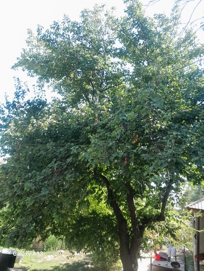 The image captures a large, mature tree with dense green foliage, occupying the central and upper portions of the frame. The tree has a thick, dark trunk that branches out extensively, supporting the canopy. Sunlight filters through the leaves, creating dappled shadows on the ground below. In the background, a simple, light-colored structure resembling a small shed or outbuilding is partially visible on the right, with a corrugated metal roof. The ground beneath the tree appears to be covered in grass and some dry leaves. Several objects are scattered in the foreground and near the shed, including what looks like a red bucket, a white cloth draped over something, and a metal object. The sky above is bright and washed out, suggesting a sunny day. The "Galaxy A13" watermark in the bottom left corner indicates this is a photograph taken with a Samsung Galaxy A13 smartphone, and the location is identified as Töş, Kyrgyzstan.