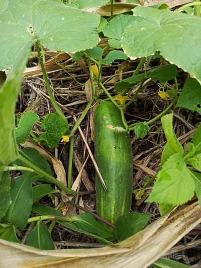 The image shows a close-up of a cucumber growing in a garden bed. The cucumber is a cylindrical, green fruit with faint vertical stripes. It lies on a bed of dried plant material, possibly straw or mulch. The plant has large, green leaves with yellow flowers emerging from some of the stems. The surrounding vegetation includes other green plants with smooth leaves. The overall environment appears to be a garden with cultivated plants and natural ground cover. There are no people visible in the image. The location is presumed to be in Quevedo, Ecuador.