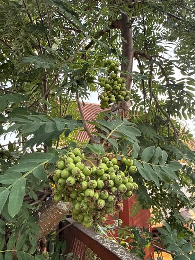 The image shows a close-up of a tree with clusters of small, green berries hanging from its branches. The tree has compound leaves, meaning each leaf is made up of multiple leaflets. The bark of the tree is rough and brown. In the background, there is a reddish-brown building with a tiled roof, suggesting an urban or suburban setting. There are also other trees and foliage visible in the background. The lighting suggests it is daytime, possibly late afternoon or early morning due to the soft light. There are no people or animals visible in the image. The scene appears to be in the city of Solnechnyi, Russia, as per the prompt's context.