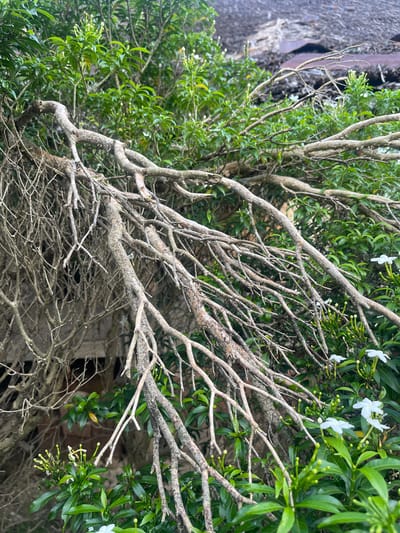 In the city of Meunasahmeucap, Indonesia, an image captures a close-up view of a fallen tree branch interlaced with lush green foliage and small white flowers. The branch, weathered and gray, spans diagonally across the frame, its intricate network of smaller twigs creating a delicate pattern against the vibrant leaves. Some of the flowers are in full bloom, while others are in bud, suggesting a scene during springtime. In the background, a hint of a structure with a thatched or tiled roof is visible, adding a rustic element to the natural setting. The overall impression is one of nature reclaiming a man-made space, with the fallen branch acting as a bridge between the organic and the constructed.