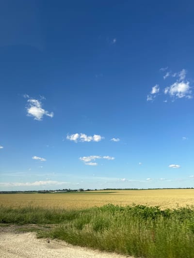 The image depicts a rural landscape under a bright blue sky dotted with scattered white clouds. In the foreground, a patch of rough, light-colored ground transitions into tall, green grass that appears slightly blurred, suggesting motion. Behind the grassy area is an expansive field of golden wheat, stretching towards a distant horizon. Along the horizon, a line of trees and buildings marks the presence of a settlement. The overall scene is one of a sunlit, agricultural area. The location is identified as being in the city of Bazan, Bulgaria. There are no people or animals visible in the image.
