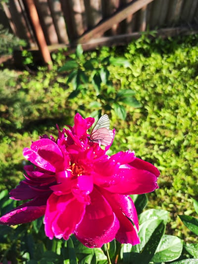 A butterfly with translucent white wings rests on a vibrant fuchsia peony flower. The flower, glistening with water droplets, dominates the foreground. In the background, blurred green foliage and a wooden fence are visible. The scene appears to be outdoors, likely in a garden or park within the city of Moskovskiy, Russia, under natural daylight.
