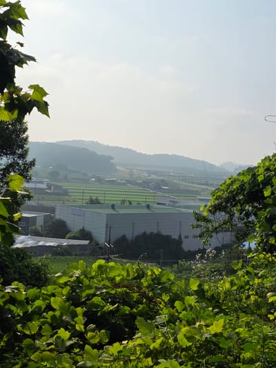 The image captures a rural landscape in Anseong-si, South Korea, under a hazy sky. In the foreground, lush green foliage, including large, leafy plants and vines, frames the scene. Beyond the foliage, several industrial buildings with light-colored walls and metal roofs are visible. One prominent building has a light blue dome on its roof. Rows of green fields, likely rice paddies, are situated further in the background. Rolling hills, covered in vegetation, recede into the distance. A road or highway with surrounding fencing is also present, with a construction crane visible in the far distance. The overall impression is one of an agricultural and industrial area in a hilly, natural setting.