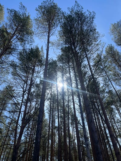 The image depicts a view looking upwards through a dense pine forest in Чернышово, Russia, on a sunny day. The tall, straight trunks of the pine trees dominate the frame, stretching upwards towards the clear blue sky. The sun shines brightly through the canopy, creating a lens flare effect. The branches and needles of the trees are silhouetted against the light.