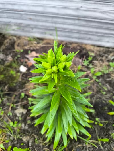 A close-up, eye-level shot focuses on the top of a vibrant green plant with pointed leaves, likely a lily or similar flowering plant, as it grows in dark soil. The plant's leaves are wet, suggesting recent rain or dew, and they spiral upwards towards a tightly packed bud. The background is softly blurred, showing a weathered, light gray wooden fence with horizontal planks. The ground around the plant is a mix of dark soil, small green shoots of grass, and some dry, brown organic matter. The overall impression is of a garden setting on a cool, damp day. The lighting is overcast, typical of a cloudy sky, and there is no visible text in the image. The location context is Posadnikov Ostrov, Russia.