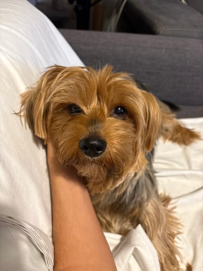 A Yorkshire Terrier dog is positioned centrally, facing directly towards the viewer. The dog exhibits a golden-brown head and tan legs, contrasting with a grey and tan body. Its dark eyes are open, and its black nose appears moist. A human's light brown forearm and hand, visible on the left, are placed beneath the dog's chin, suggesting physical contact. The subjects are resting on white, wrinkled fabric, consistent with bedding. In the blurred background, a dark grey upholstered furniture item is discernible. The scene is set indoors. The image does not contain any visual information to determine its specific location within Plasencia, Spain.