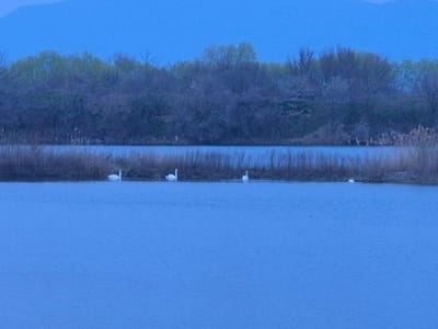The image portrays an aquatic landscape in Mechkarevo, Bulgaria, observed under ambient blue light, suggesting twilight conditions. The foreground consists of a calm, dark blue body of water. Four white swans are present on this water: two are positioned on the left side, one in the center, and a fourth swan is visible further to the right, appearing partially submerged or with its head lowered. A dense strip of dry, light brown reeds extends horizontally across the midground, separating the primary body of water from a narrower channel immediately behind it. The background features a linear formation of deciduous trees and shrubs, displaying a mix of bare branches and emerging green foliage. Distant, dark blue hills or mountains are discernible against a muted blue sky at the horizon. No human subjects or man-made objects are visible.