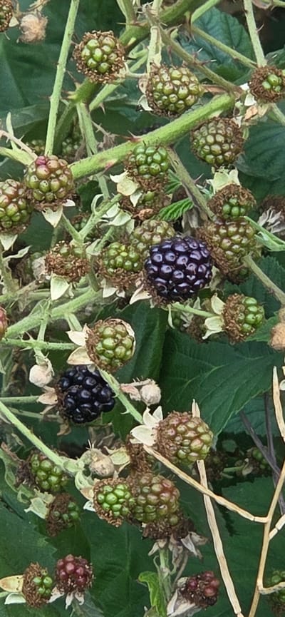 The image depicts a close-up view of a blackberry bush, likely found in the natural surroundings or gardens of Dillenburg, Germany. The bush is laden with numerous small, unripe, green berries, clustered together on thorny stems. A few of the berries are beginning to ripen, showing a transition to a reddish-purple hue, and a couple of fully ripe, dark purple blackberries are visible. The background consists of lush green leaves and dried foliage, suggesting a late summer or early autumn setting. The focus is on the berries and the intricate details of the plant's growth, with no people or specific structures from Dillenburg visible. The overall scene is one of natural abundance and the ripening process of fruit in a temperate climate.