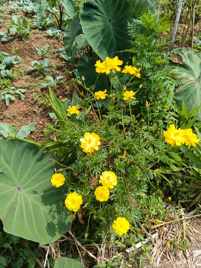 A vibrant outdoor scene showcases a cluster of bright yellow flowers, likely Cosmos sulphureus, thriving in sunny conditions. The flowers, with their delicate petals and slender green stems, are the central focus, surrounded by various green foliage. Some flowers are in full bloom, while others show developing buds or dried seed heads.
To the left and background, several large, dark green leaves with prominent veins are visible, characteristic of plants like taro (Colocasia esculenta), suggesting a tropical or subtropical environment. Beyond these larger leaves, rows of smaller, light green leafy plants are neatly arranged in the reddish-brown soil, indicating an agricultural plot or vegetable garden. These young plants could be a type of brassica, such as cabbage or broccoli. The ground is a mix of bare soil and patches of weeds and other green growth.
The lighting suggests it is daytime, with bright sunlight illuminating the scene and creating some shadows. The overall impression is one of a productive garden or small farm. This scene is located in Kampong Chhnang, Cambodia, reflecting the agricultural landscape of the region. There is no visible text or human activity in the image.